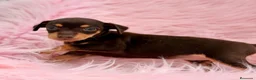 Pinscher Miniatura perros en venta: Minipincher chocolate  - Anuncio 12