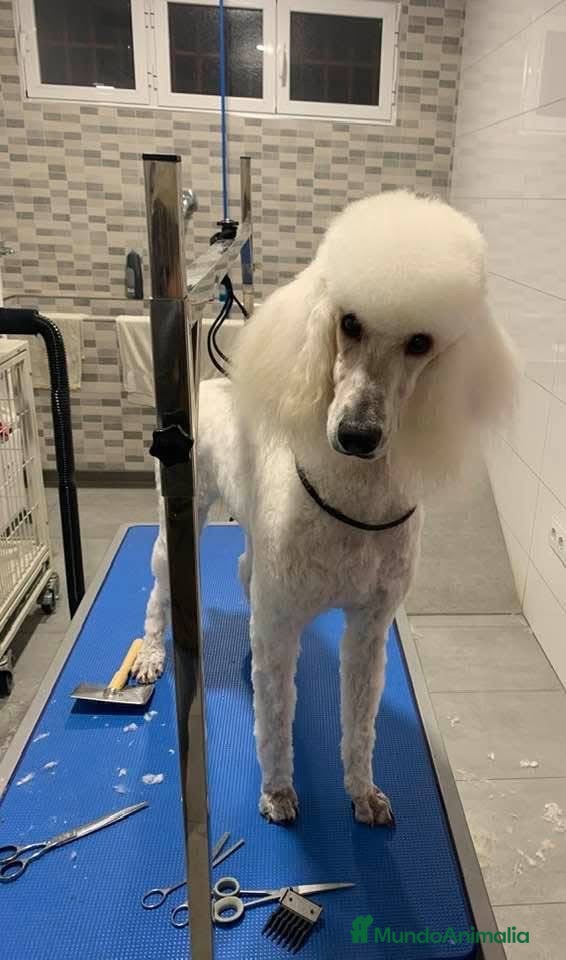 Caniche Gigante perros Caniche gigante  - Anuncio 28