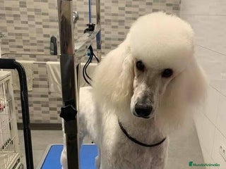 Caniche Gigante perros Caniche gigante - Anuncio 28