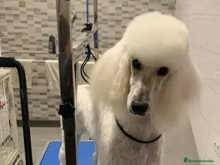 Caniche Gigante perros Caniche gigante - Anuncio 12