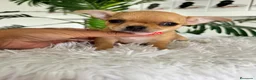 Chihuahua perros en venta: CHIHUAHUA HEMBRA - Anuncio 6
