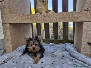 Yorkshire Terrier perros - Anuncio 1
