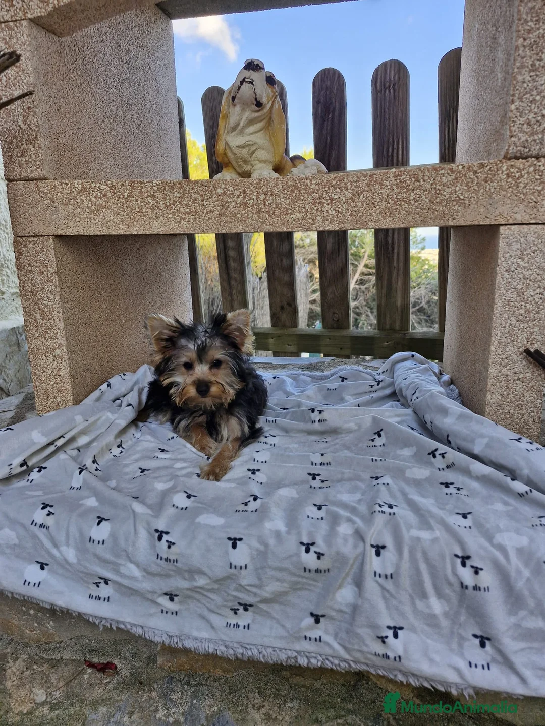 Yorkshire Terrier perros en venta: Yorkshire Terrier  - Anuncio 1
