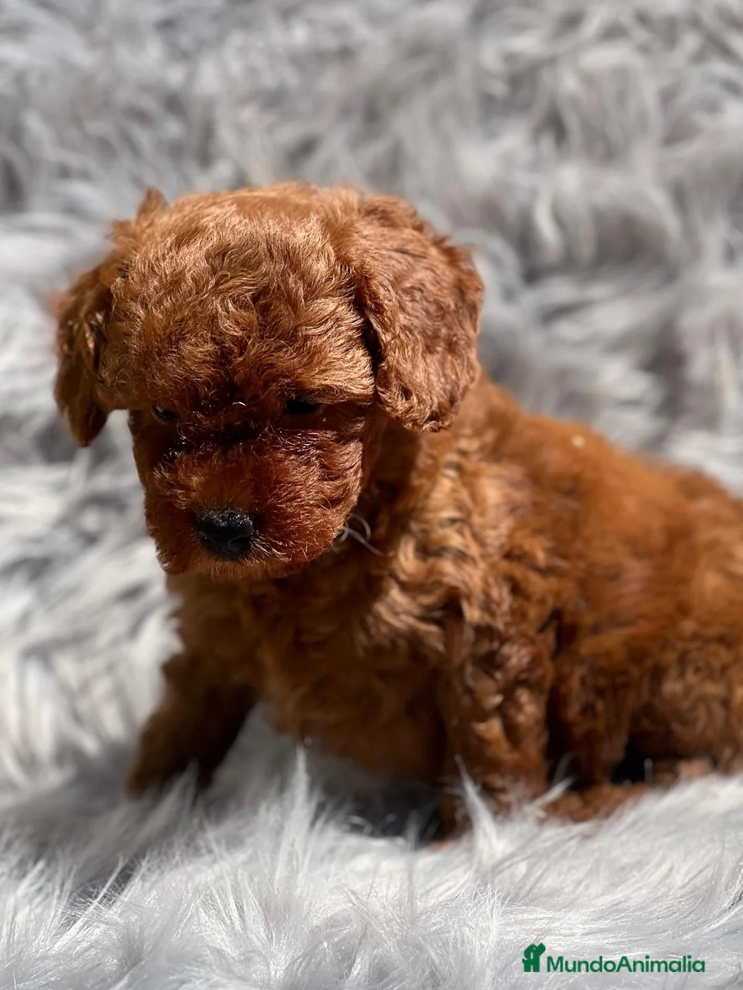 Caniche Toy perros en venta: Caniche rojo  en Barcelona - Anuncio 4