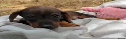 Teckel Miniatura perros en venta: Cachorros de Teckel Mini - Anuncio 8