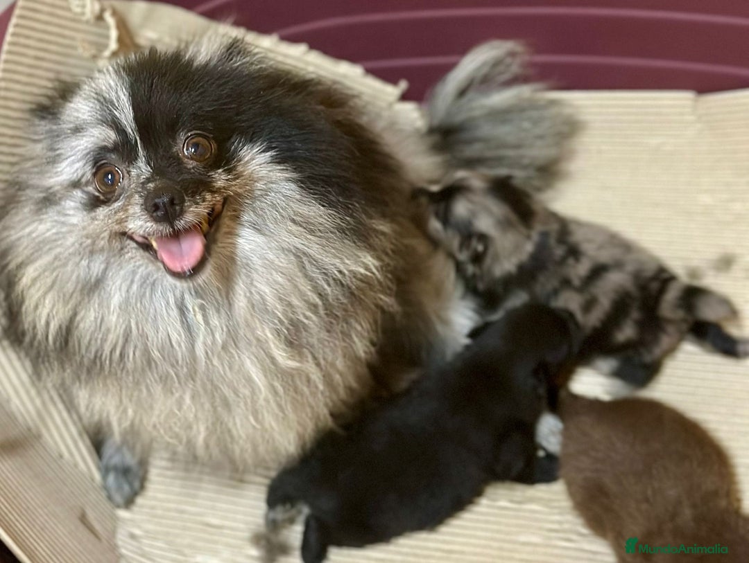 Pomerania perros en venta: Pomerania  - Imagen 7
