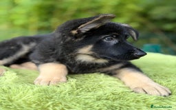 Pastor Alemán perros en venta: Pastor alemán  - Anuncio 4