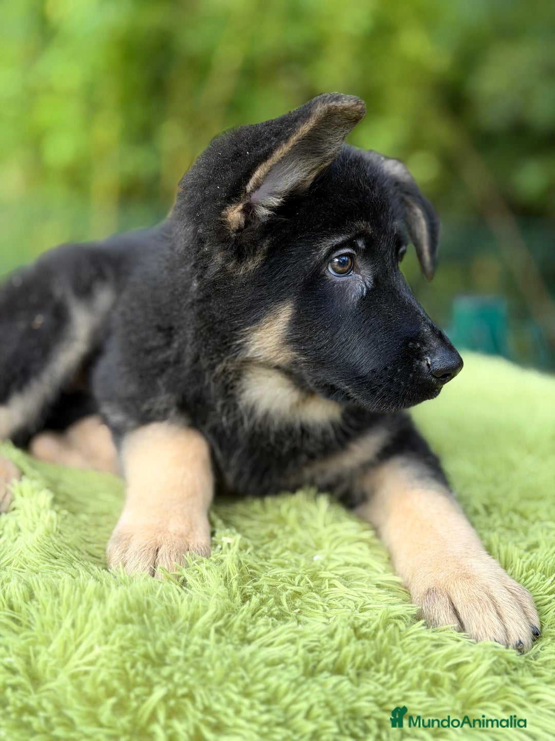 Pastor Alemán perros en venta: Pastor alemán  - Anuncio 4