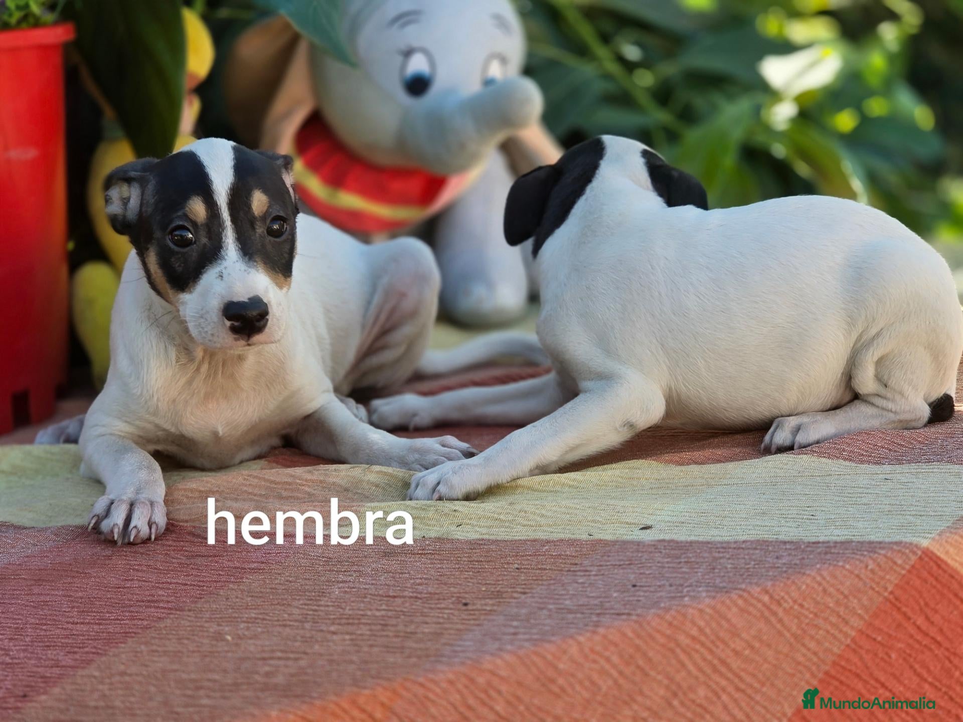 Ratonero Bodeguero Andaluz perros en venta: Bodeguero andaluz - Anuncio 6