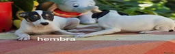 Ratonero Bodeguero Andaluz perros en venta: Bodeguero andaluz - Anuncio 1