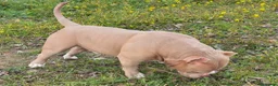 American Bully perros en venta: American bully pocket  - Anuncio 9