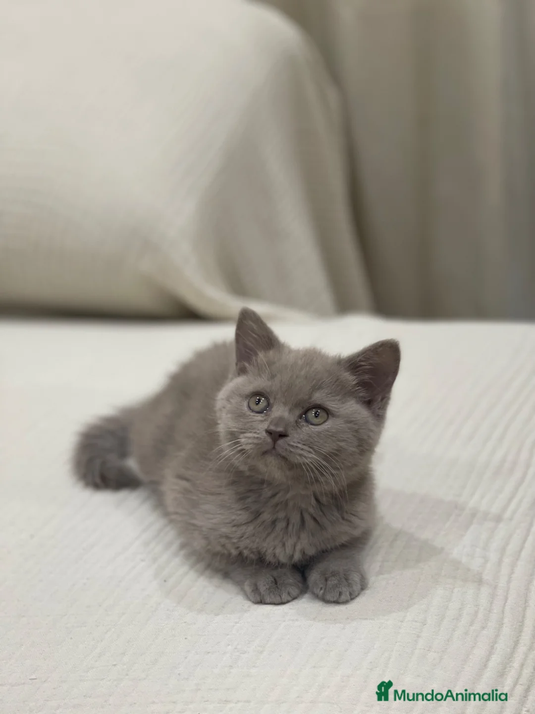 Británico de Pelo Corto gatos en venta: British short hair blue y lilac - Anuncio 15