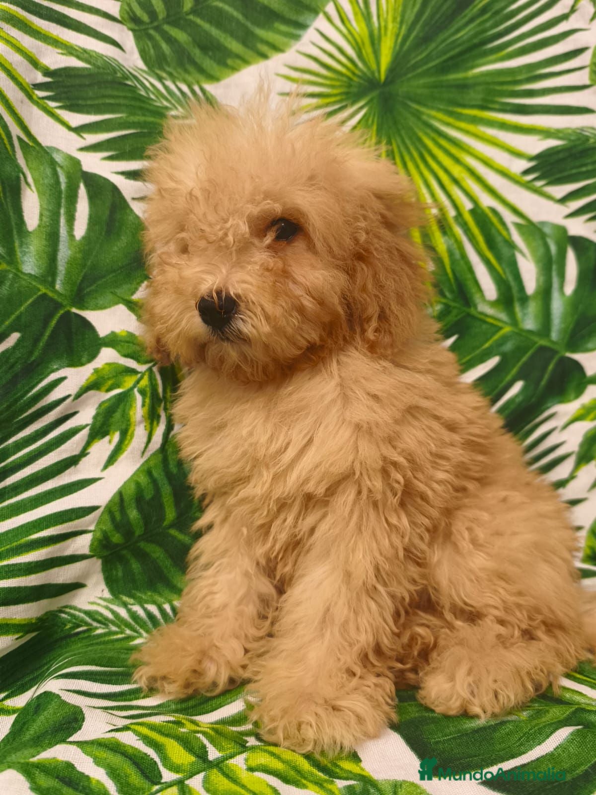 Caniche Toy perros Caniche toy 🧡 AHORA 1000€ 🔥🔥🔥 - Anuncio 13