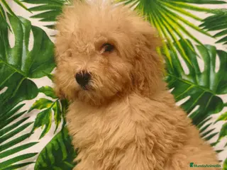 Caniche Toy perros Caniche toy 🧡 AHORA 1000€ 🔥🔥🔥 - Anuncio 13