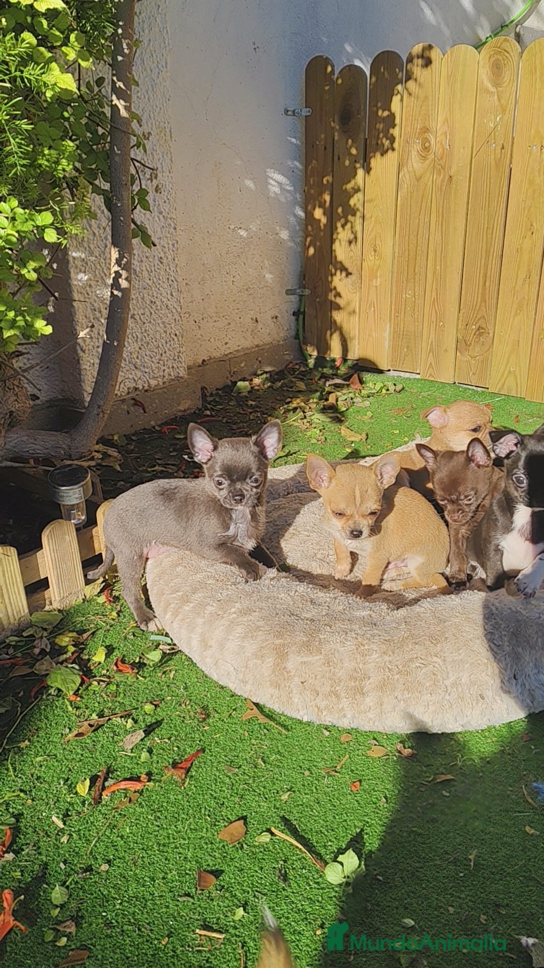 Chihuahua perros en venta: Chihuahua linia rusa - Anuncio 3