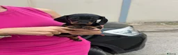 Teckel Miniatura perros en venta: teckel kaninchen  - Anuncio 1