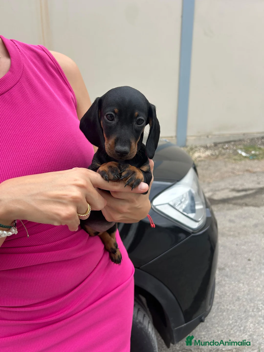 Teckel Miniatura perros en venta: teckel kaninchen  - Anuncio 1