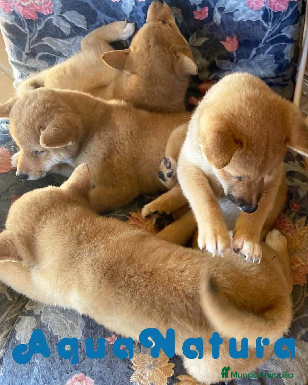 Shiba Inu perros Camada Shiba Inu de Magy - AQUANATURA en Barcelona - Anuncio 27