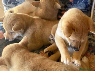 Shiba Inu perros Camada Shiba Inu de Magy - AQUANATURA en Barcelona - Anuncio 16