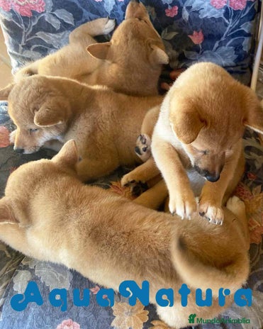 Shiba Inu perros en Barcelona - Anuncio 4
