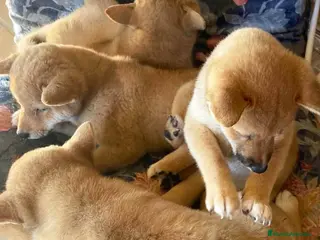 Shiba Inu perros Camada Shiba Inu de Magy - AQUANATURA en Barcelona - Anuncio 42