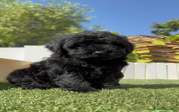 Perro de Agua Español perros en venta: PERRO DE AGUA ESPAÑOL MACHO - Imagen 13