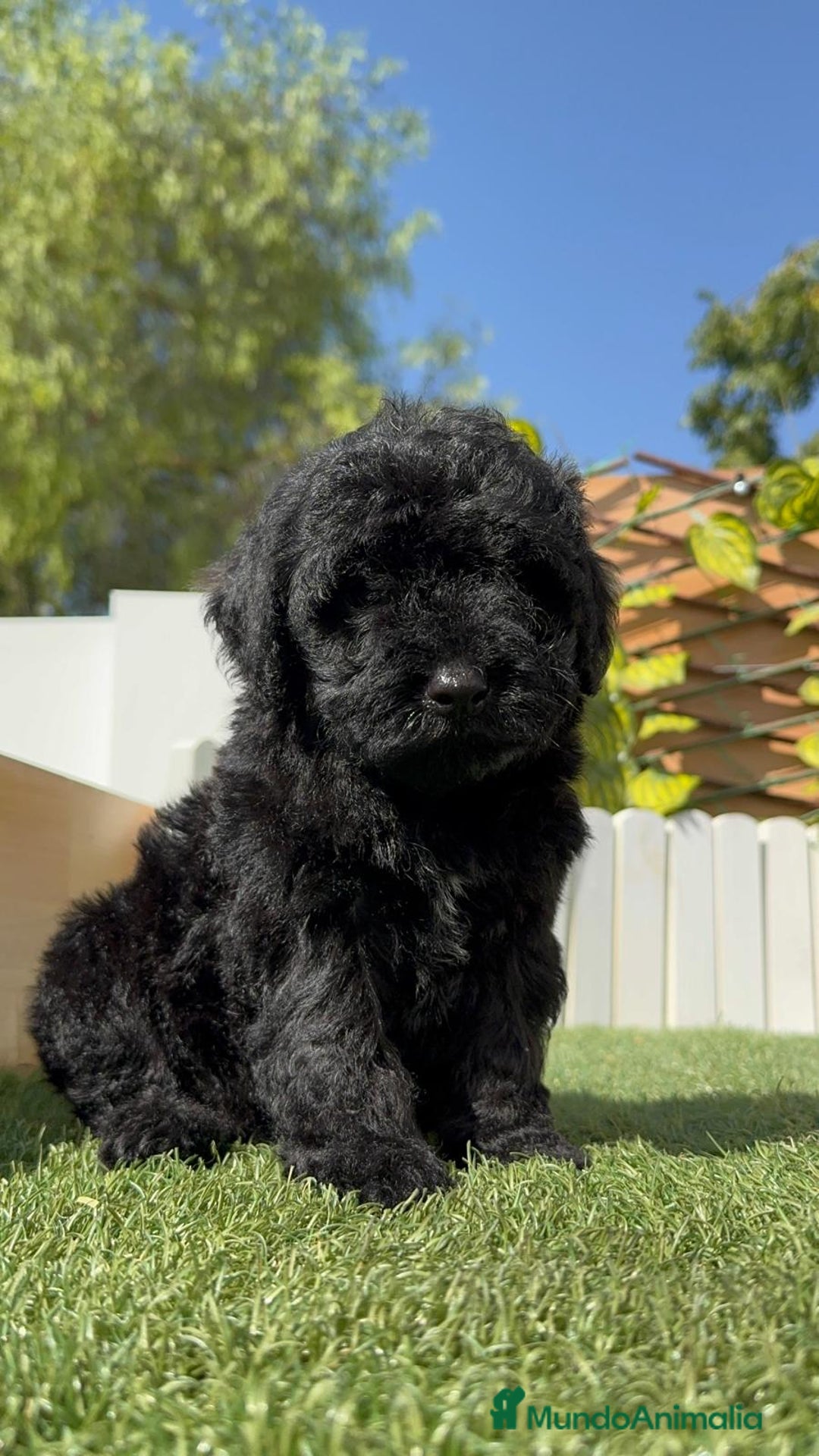 Perro de Agua Español perros en venta: PERRO DE AGUA ESPAÑOL MACHO - Imagen 13