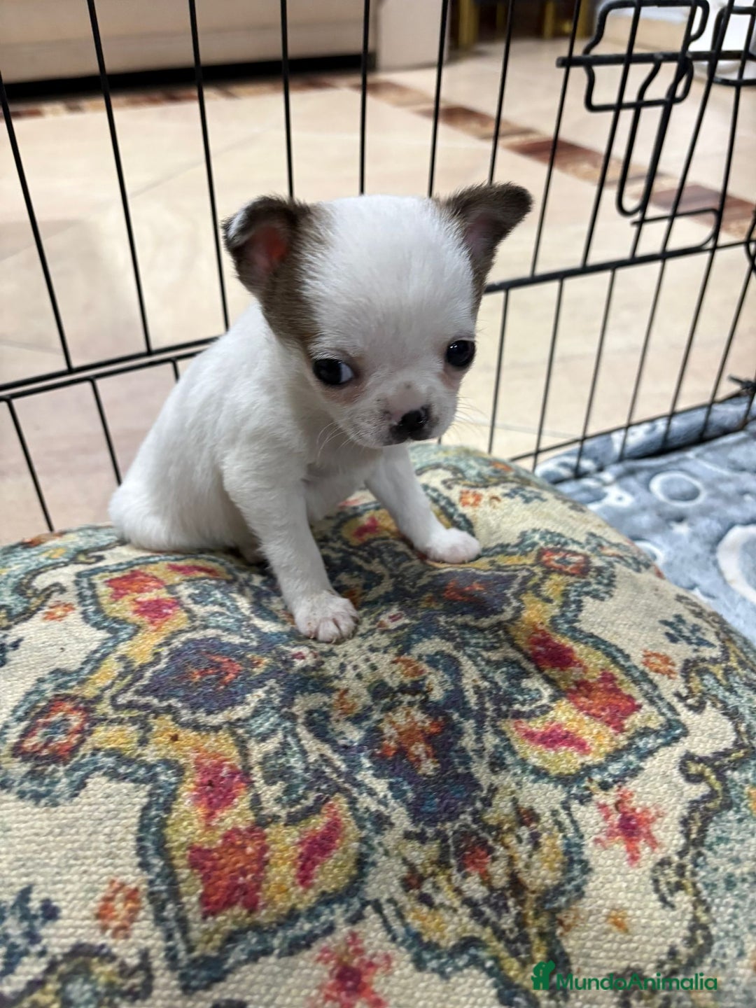 Chihuahua perros en venta: Chihuahua mini toy tricolor  - Anuncio 10