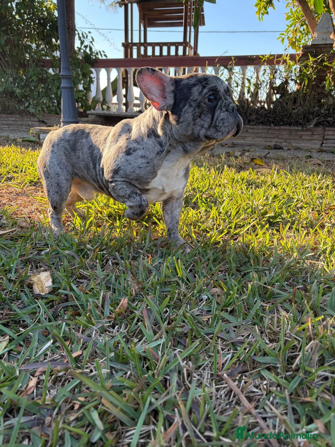 Bulldog Francés perros en venta: Bulldog frances - Anuncio 3