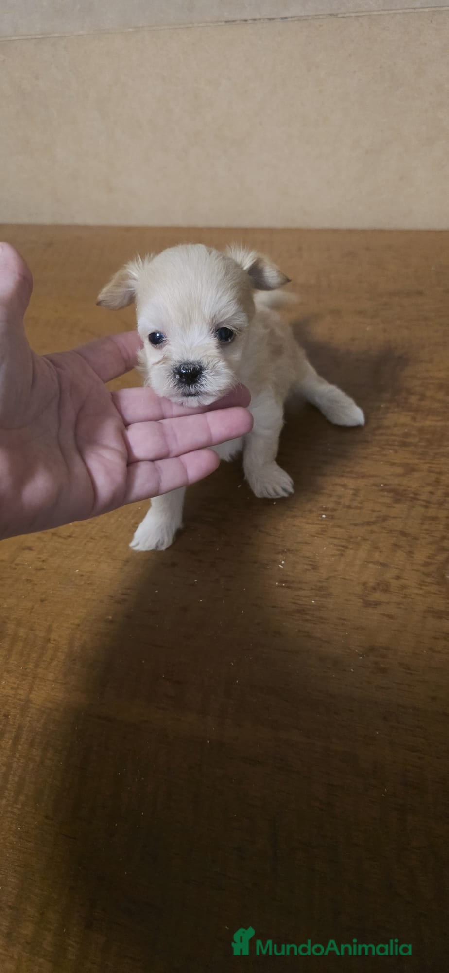 Maltipoo perros Maltipoo toy apricot  - Anuncio 1