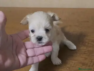 Maltipoo perros Maltipoo toy apricot - Anuncio 1