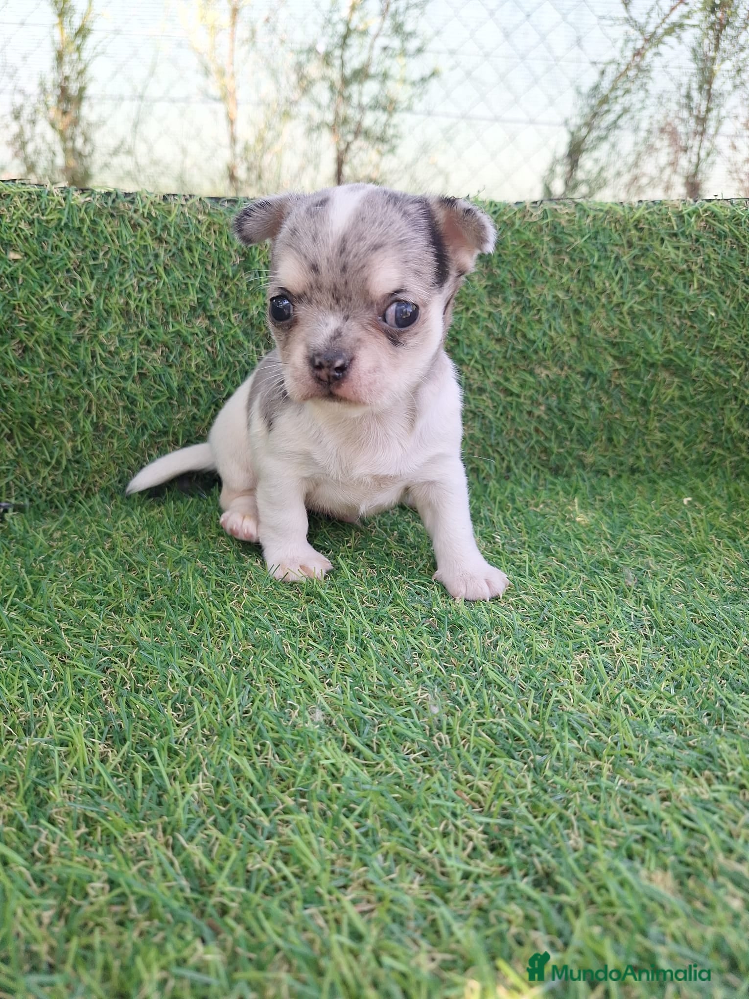 Chihuahua perros CHIHUAHUAS - Anuncio 1