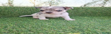 Chihuahua Cachorro 5
