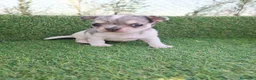 Chihuahua perros en venta: CHIHUAHUAS - Anuncio 1