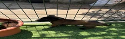 Pastor Belga Malinois perros en venta: PASTOR BELGA MALINOIS - Anuncio 5