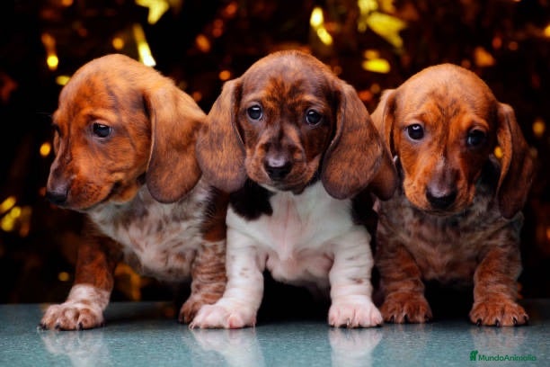 Teckel Miniatura perros cachorros teckel mini  - Anuncio 1
