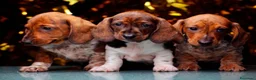 Teckel Miniatura perros en venta: cachorros teckel mini  - Anuncio 1
