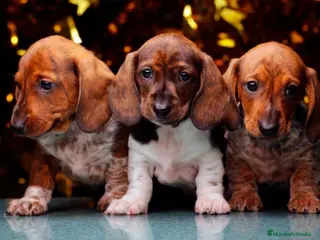 Teckel Miniatura perros cachorros teckel mini - Anuncio 2