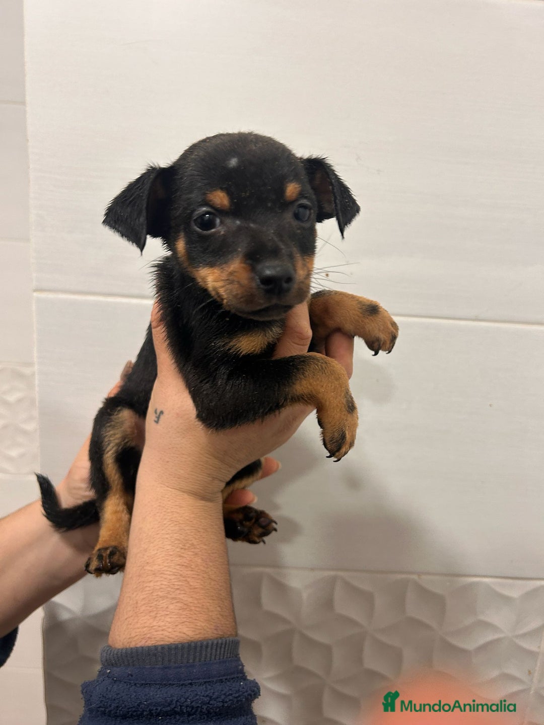 Gos Rater Valencià perros en venta: Ratoneros valencianos  - Anuncio 4