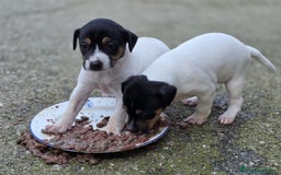 Ratonero Bodeguero Andaluz perros en venta: BODEGUERO RATONERO ANDALUZ  - Imagen 1