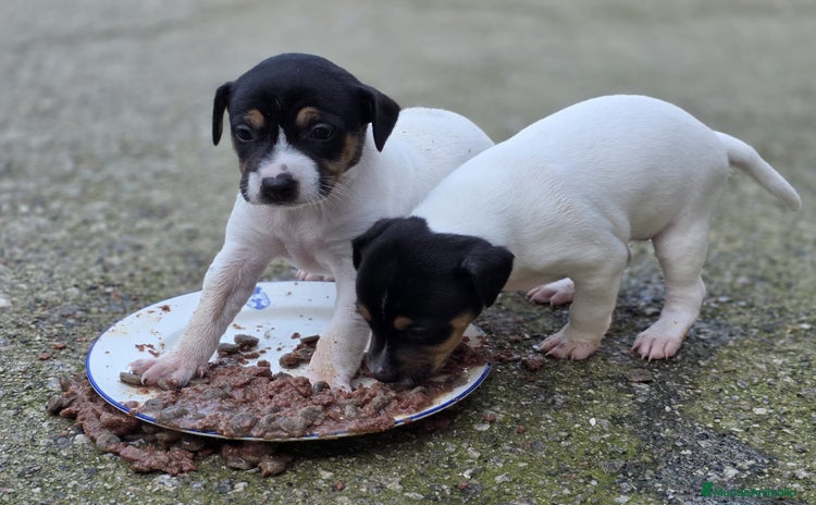 Ratonero Bodeguero Andaluz perros - Anuncio 2