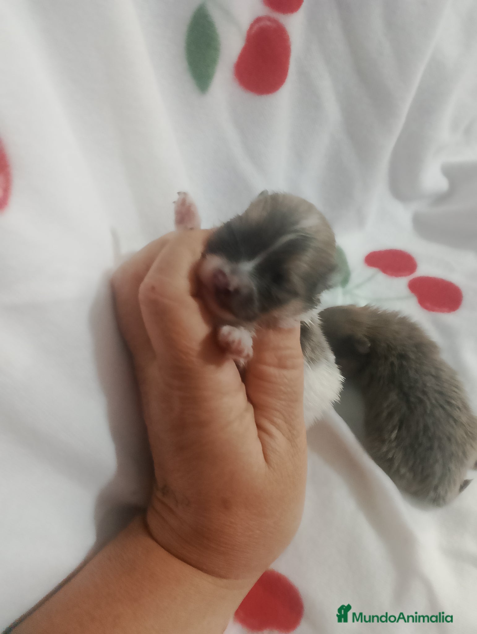 Pomerania perros ✨ Pareja de Pomeranias  - Anuncio 6