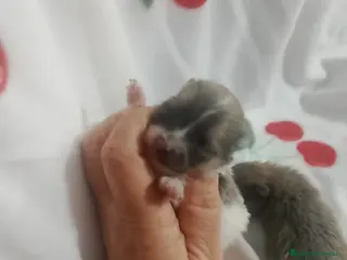 Pomerania perros ✨ Pareja de Pomeranias - Anuncio 6