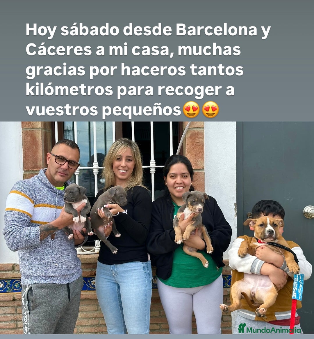 American Staffordshire-Terrier perros en venta: American Stanford, nueva Camada - Anuncio 17