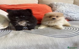 Pomerania perros en venta: Pomerania toys  - Imagen 3