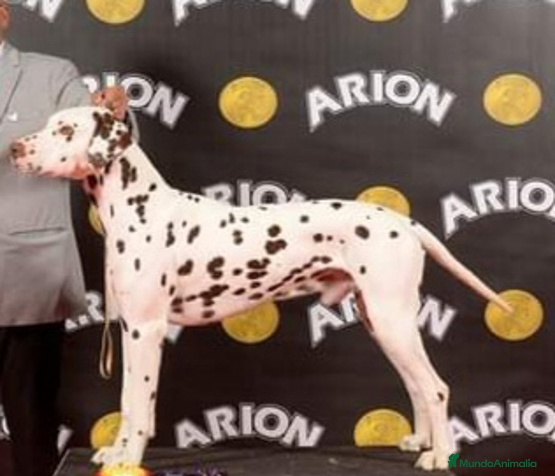 Dálmata perros en venta: Cachorros de dalmatas  - Anuncio 12