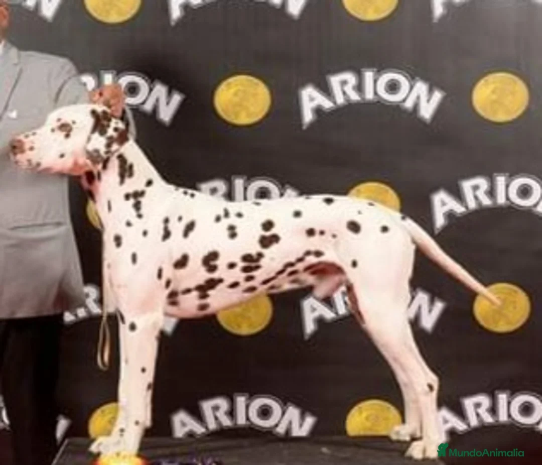 Dálmata perros en venta: Cachorros de dalmatas  - Anuncio 14