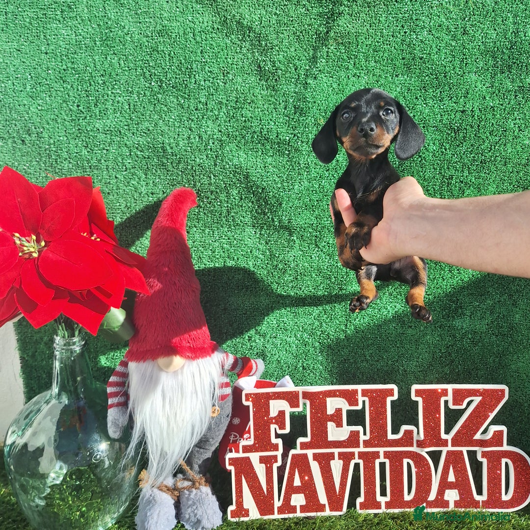 Teckel Miniatura perros en venta: TECKEL KANINCHEN & MINIATURA  - Anuncio 1