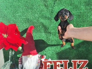 Teckel Miniatura perros TECKEL KANINCHEN & MINIATURA - Anuncio 3