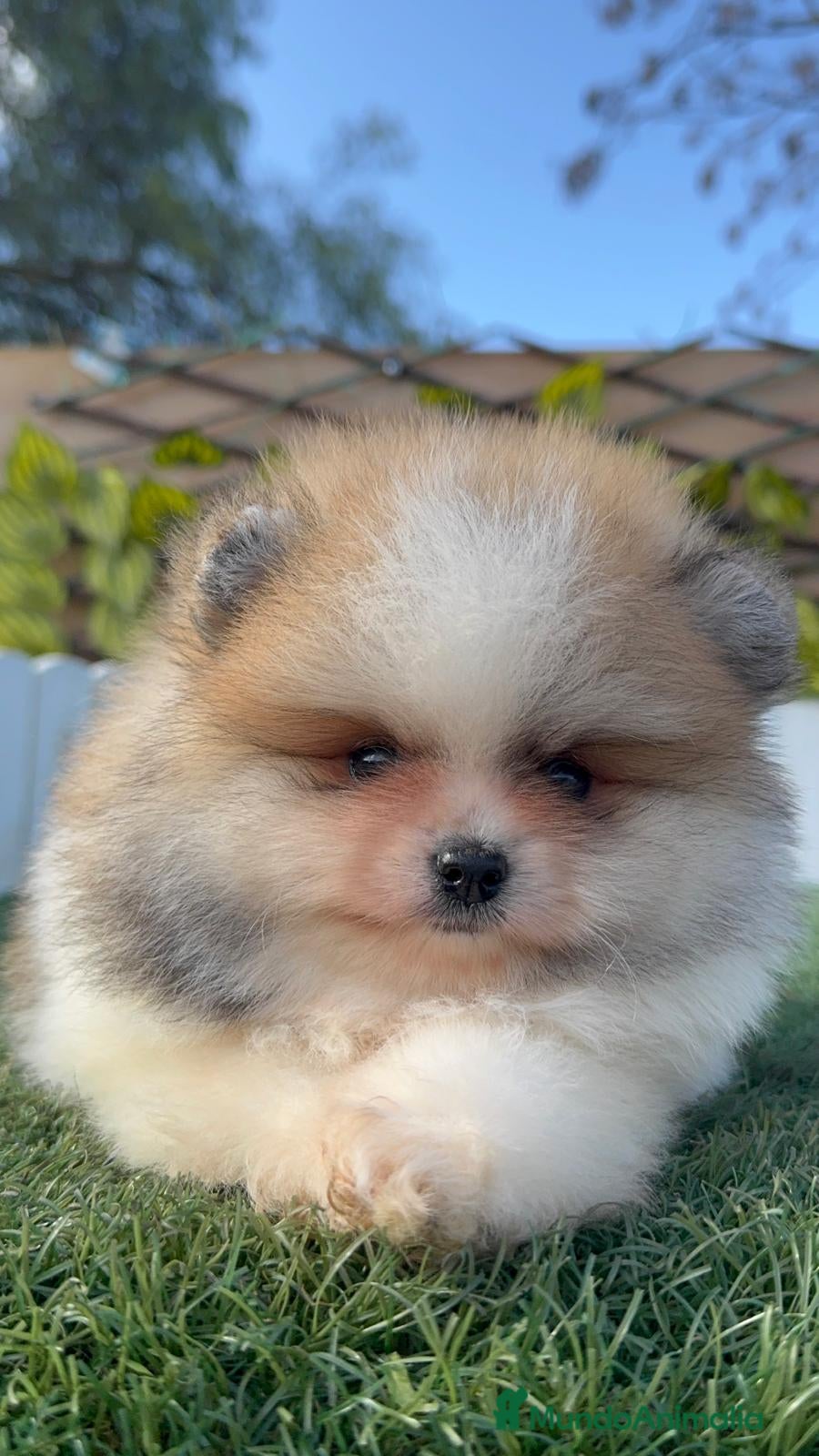 Pomerania perros POMERANIA - Anuncio 2